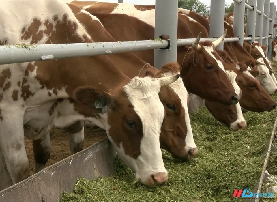 Китай закупил более 75 тонн молочной сыворотки в Волгоградской области